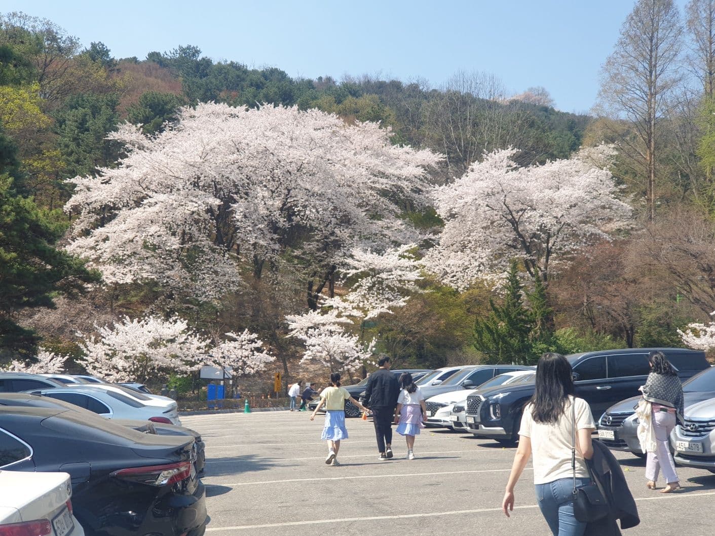 These cherry blossom trees are massive