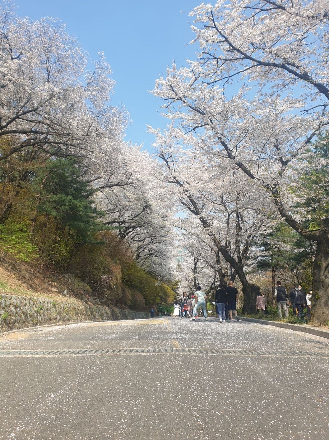 The entire hill is lined with Cherry Blossoms