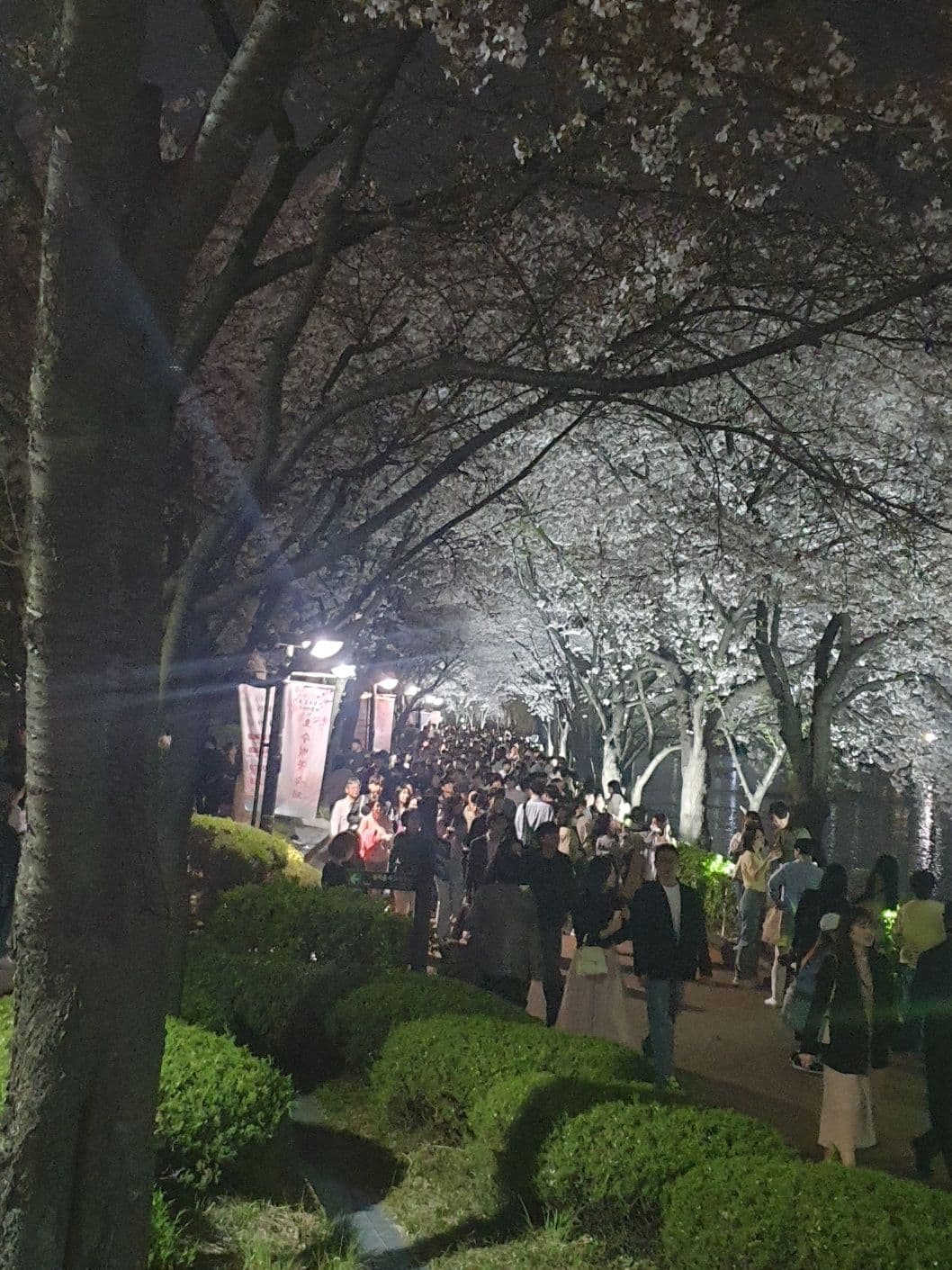 Lots of people seeing the cherry blossoms at Sokcheon Lake.