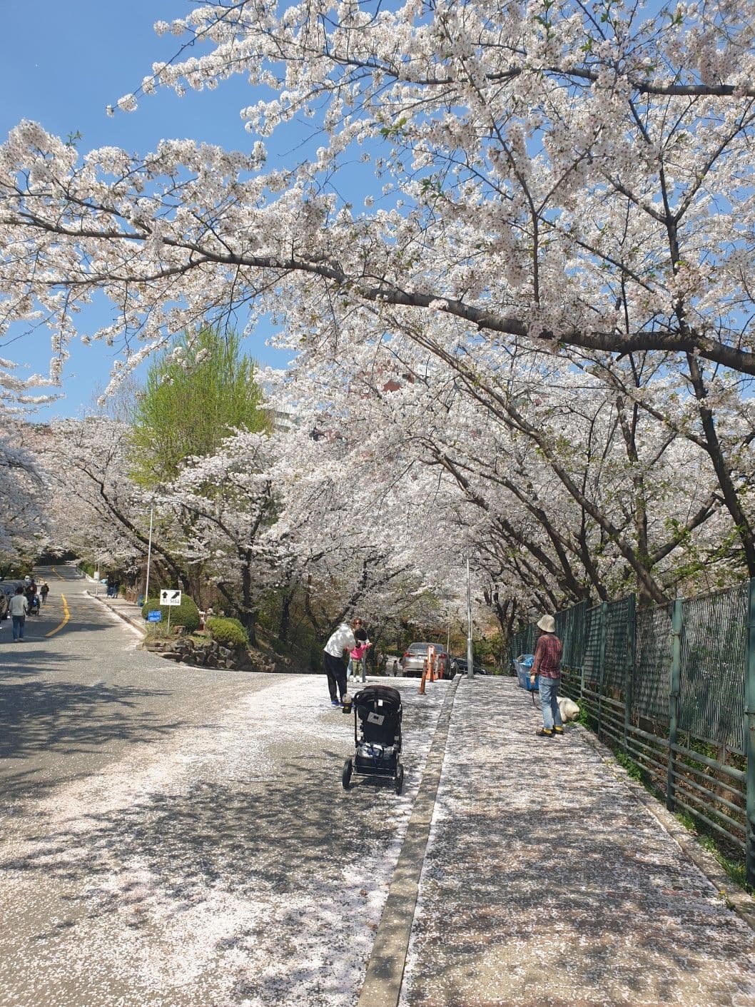 Cherry Blossoms! But don't stop now, keep heading up.